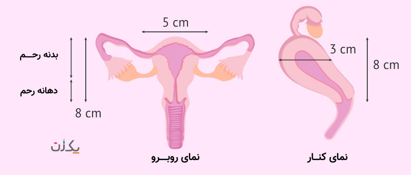 رحم زنان - شکل رحم